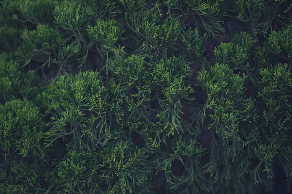 美しい緑の葉の木庭の背景に自然 — ストック写真