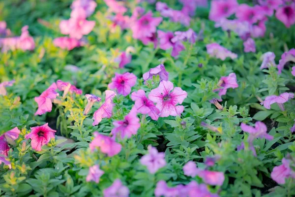 Beautiful Summer Purple Pink Flower Blooming Garden Background — Stock Photo, Image