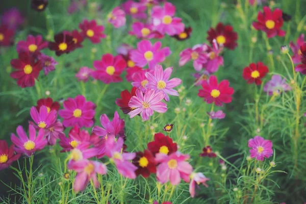 Beautiful Summer Purple Pink Flower Blooming Garden Background — Stock Photo, Image