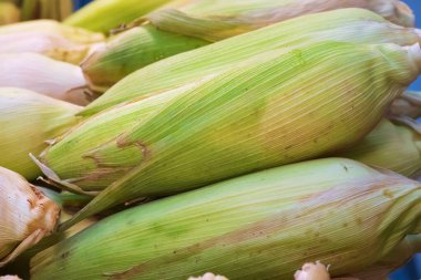 Taze toplanmış beyaz mısır koçanları üst üste, Thai sokağı yiyecek pazarı.