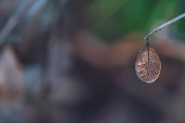 秋干叶近乔木枝干自然背景 — 图库照片