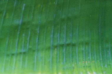 Yeşil Muz Yaprakları Arkaplanını Kapat