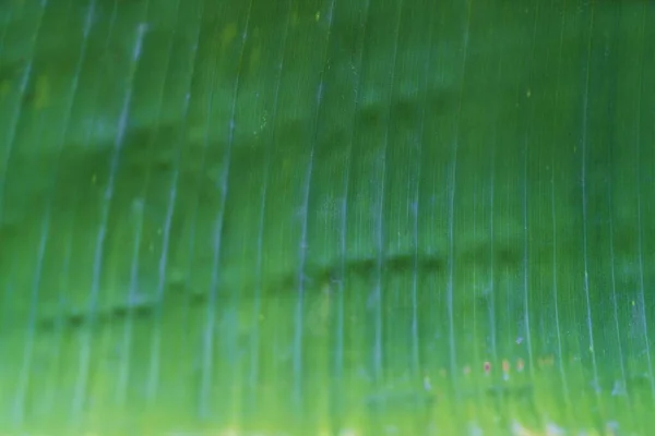 Close Green Folhas Banana Textura Fundo — Fotografia de Stock