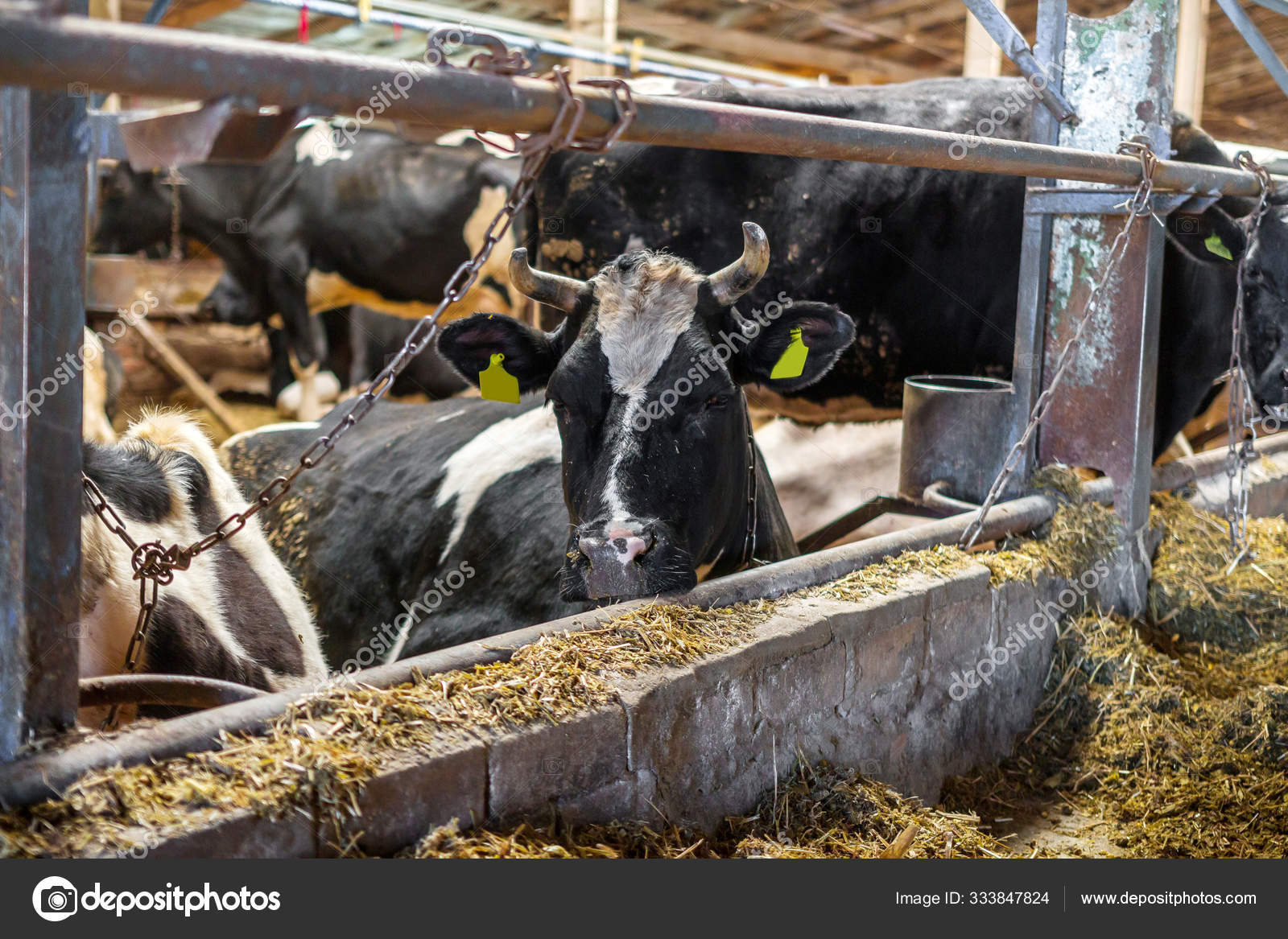 Problems Agriculture Animal Husbandry Concept Herd Sick Cows Eating Hay  Stock Photo by ©Shyntartanya 333847824