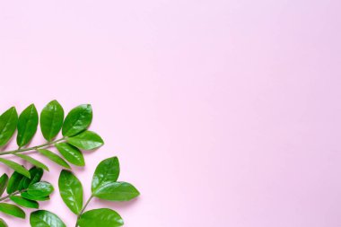 Pembe arka planda tropik yapraklar, düz bir manzara. Tebrik kartı poster şablonu