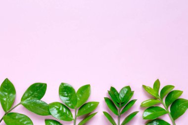 Pastel pembe fotokopi alanı olan tropik bir arka plan. Minimum yaz konsepti. Düz yatıyordu.