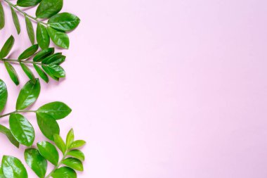 Pastel pembe fotokopi alanı olan tropik bir arka plan. Minimum yaz konsepti. Düz yatıyordu.