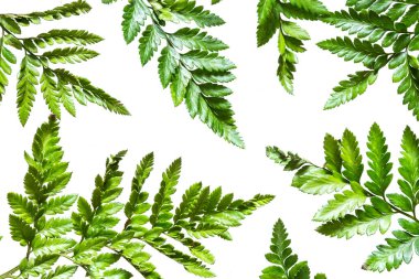 Beyaz arka planda izole tropikal eğreltiotu yaprakları, çiçekli yaz deseni, trend