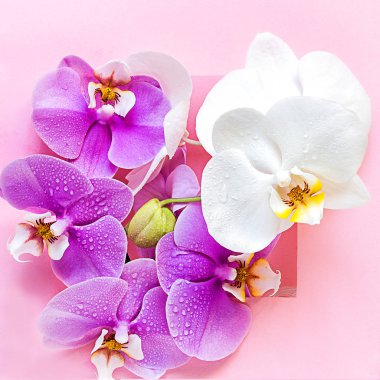 Yaratıcı düz yeşil yapraklar ve orkide çiçekleri görünüyordu. Pembe arka plandaki çiçekleri çerçevelet. Sevgililer günü, kadın günü Minimal yaz festivali şablonu mesajınız, davetiye kartlarınız.