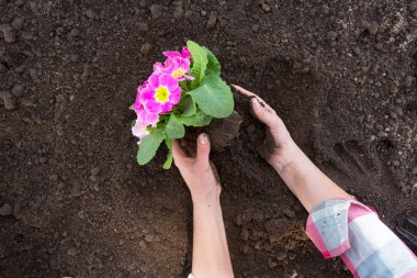 Bahçıvanın elleri bahçeye çiçek dikiyor. Bahar Bahçesi Çalışma Konsepti