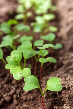 Küçük biber tohumları büyüyen bir tepside yetişir. Bahçıvanlık, tarım, ekoloji, organik
