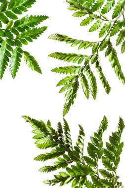 Beyaz arka planda izole tropikal eğreltiotu yaprakları, çiçekli yaz deseni, trend