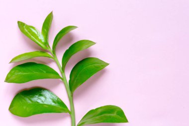 Pastel pembe fotokopi alanı olan tropik bir arka plan. Minimum yaz konsepti. Düz yatıyordu.