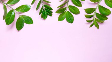 Pastel pembe fotokopi alanı olan tropik bir arka plan. Minimum yaz konsepti. Düz yatıyordu.