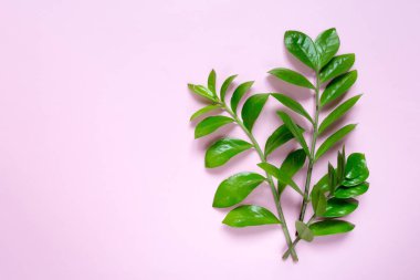 Pembe arka planda tropik yapraklar, düz bir manzara. Tebrik kartı poster şablonu