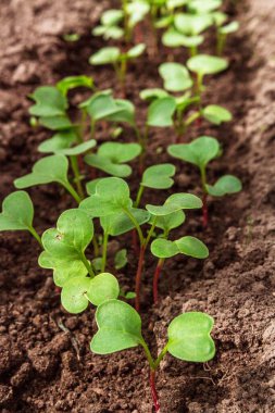 Bahar tohumları. Evde kutularda yetişen düşük oranda turp filizleri. Tohumdan yetişen biber filizleri