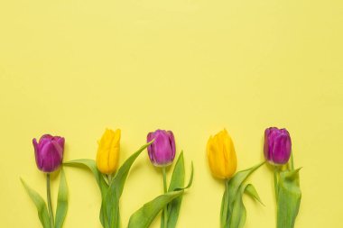 Sarı ve mor çiçekli laleler sarı arka planda bir bukette, neşeli bir bahar arkaplan tebrik kartı