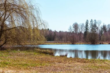 Sonbahar bahar bahar öğleden sonra ormanı ve göl manzarası mevsimsel sonbahar ilkbahar doğa arka planı, ekoloji