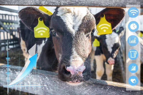 Concepto Agritech Mostrando Una Aplicación Inalámbrica Para Smartphone Leyendo Datos — Foto de Stock