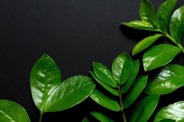 Kreativ Platt Låg Ovanifrån Gröna Blad Tusenåriga Svart Papper Bakgrund — Stockfoto