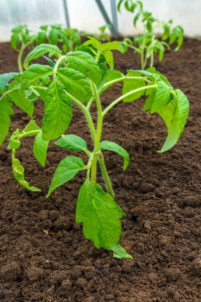 green plant growing in soil, cultivating and agriculture