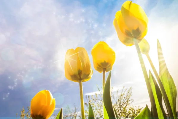 Spring Summer Composition Flowers Yellow Tulips Flowers Blue Sky Concept — Stock Photo, Image
