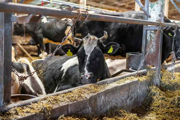 problems agriculture and animal husbandry concept , herd of sick cows eating hay in a dirty barn on a dairy farm