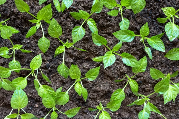 Plántulas Primavera Brotes Bajos Pimientos Cultivados Casa Cajas Los Brotes —  Fotos de Stock