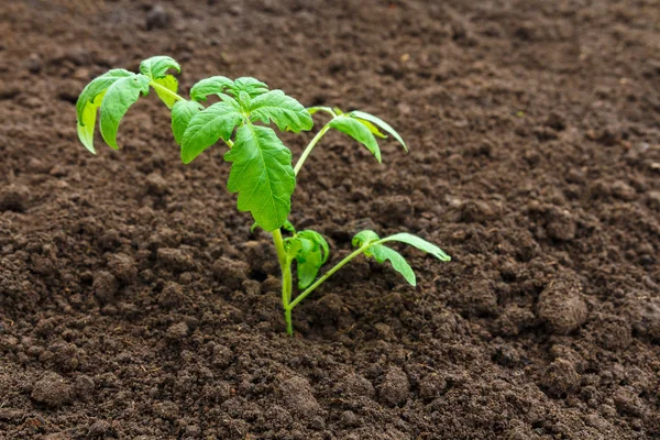 Planta Verde Crescendo Solo Cultivo Agricultura — Fotografia de Stock