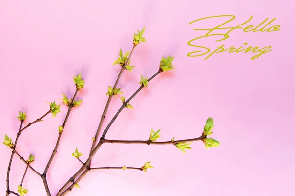 コピースペース付きピンクの背景に早春の木の枝に若い葉 言葉こんにちは春のフラットレイアウトトップビュー 春のピンクの背景 — ストック写真
