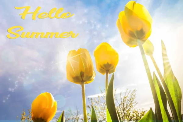 黄色のチューリップの花と春の夏の組成物 青い空に対して花 春の夏の季節の概念 3月8日母の日コピースペース長いバナーグリーティングカード — ストック写真