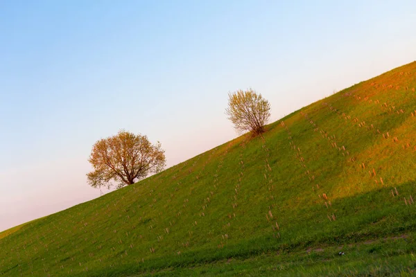 minimal surreal green tree on a hill in nature during dawn, sunrise, symbol of life