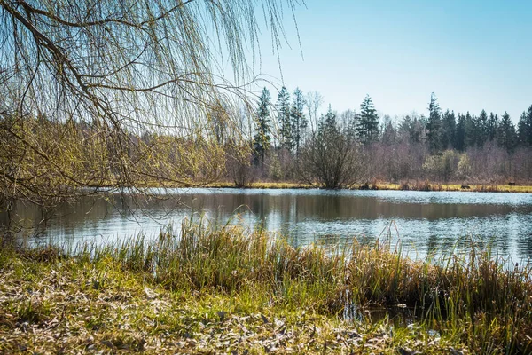 Jesienne Wiosenne Popołudnie Las Jezioro Krajobraz Sezonowa Jesień Wiosna Natura — Zdjęcie stockowe