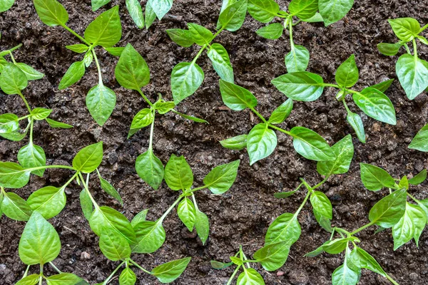 Μικρά Φυτά Πιπεριού Αναπτύσσονται Ένα Αναπτυσσόμενο Δίσκο Την Έννοια Της — Φωτογραφία Αρχείου