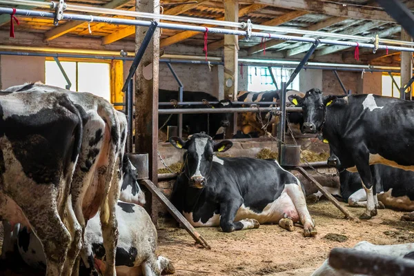 Problemas Concepto Agricultura Ganadería Rebaño Vacas Enfermas Comiendo Heno Granero — Foto de Stock