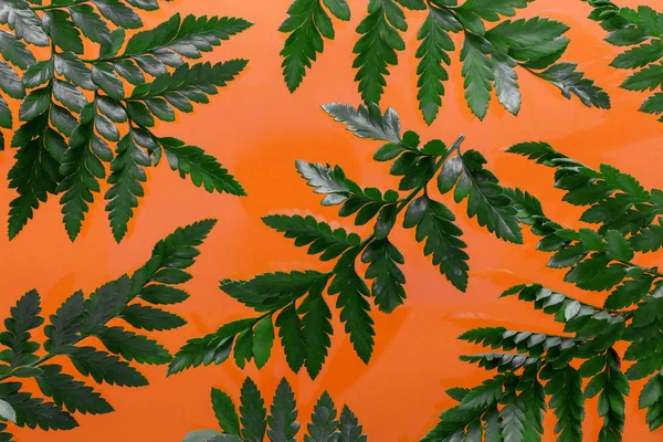 Tropiska Ormbunksblad Orange Djungel Bakgrund Blommig Sommar Mönster Trend Platt — Stockfoto