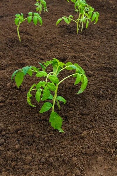 Groene Planten Die Groeien Bodem Teelt Landbouw — Stockfoto