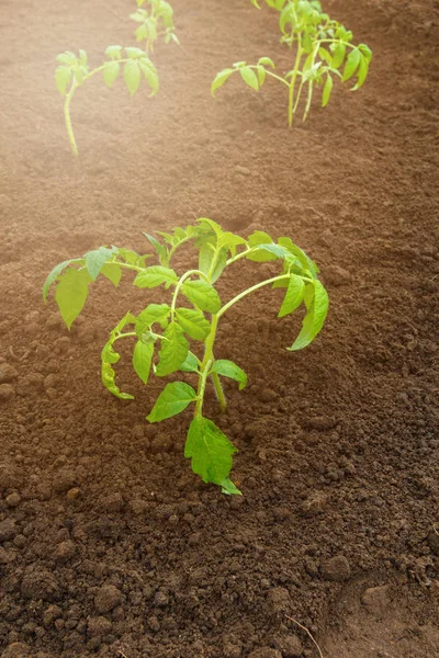 Groene Planten Die Groeien Bodem Teelt Landbouw — Stockfoto