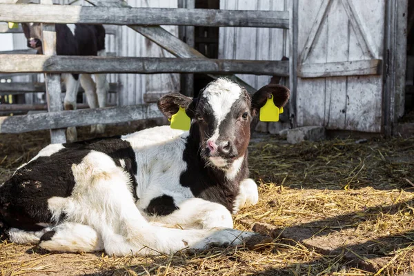 Problemas Concepto Agricultura Ganadería Rebaño Vacas Enfermas Comiendo Heno Granero — Foto de Stock