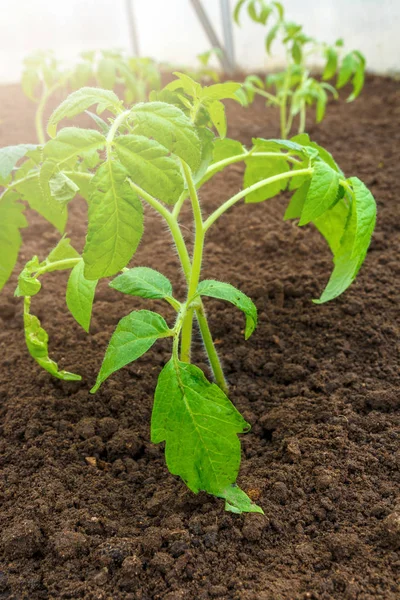 green plant growing in soil, cultivating and agriculture