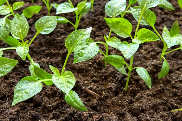 Μικρά Φυτά Πιπεριού Αναπτύσσονται Ένα Αναπτυσσόμενο Δίσκο Την Έννοια Της — Φωτογραφία Αρχείου