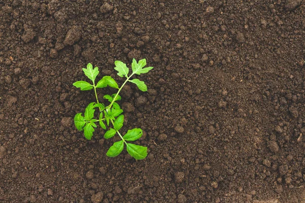 Planta Verde Que Crece Suelo Cultivo Agricultura —  Fotos de Stock