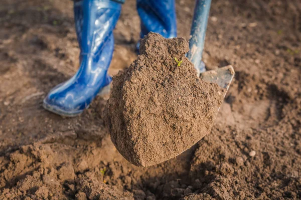 Gardener Digging Garden Soil Preparing Planting Spring Gardening Stock Picture