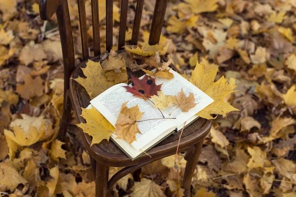 Autumn Yellow Leaves Chair — Stock Photo, Image