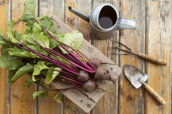 Beetroot Harvest Countryside Living — Stock Photo, Image
