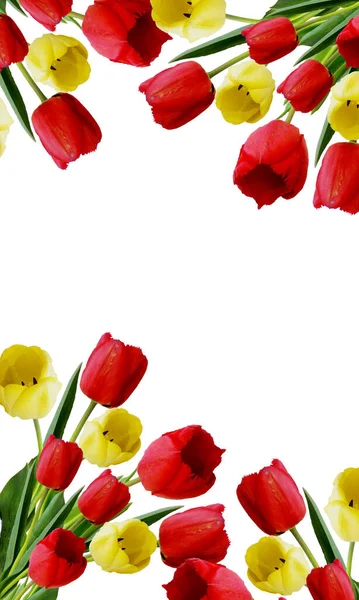 Tulips Red Yellow White Background Place Your Text — Stock Photo, Image