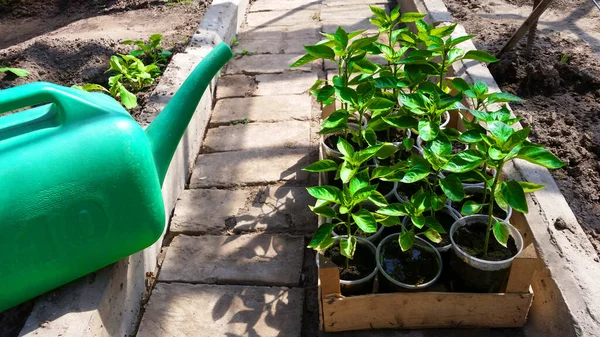 Fondo Jardinería Plántulas Frescas Jóvenes Creciendo Maceta —  Fotos de Stock