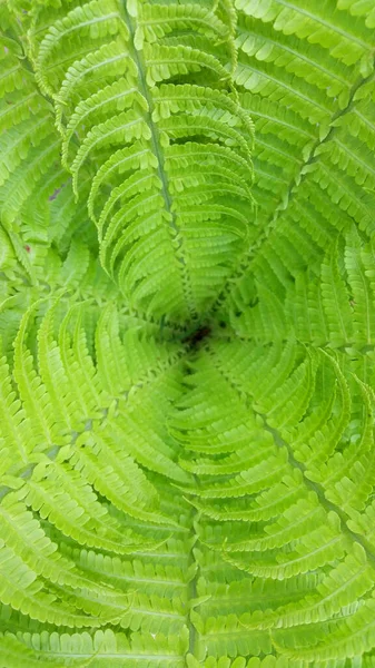 Green Fern Forest Pteridium Aquilinum Bracken — Stock Photo, Image