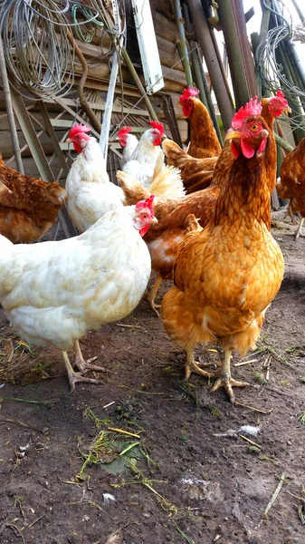 Hens raised in freedom and fed with organic food,Hens roosters and chickens