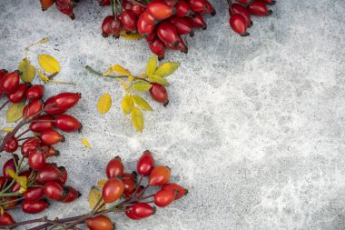 Gri beton arka planda, olgun kırmızı köpek gülü dalları kesilir. Üst Manzara. Yatay çerçeve. Boşluğu kopyala.